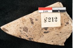Foto (Detailansicht) von Callitris brongniartii Endl. (NHMW-GEO-2024-0188-8212)
